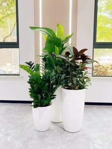 专业奉化绿植租赁，给您的空间增添一抹自然绿